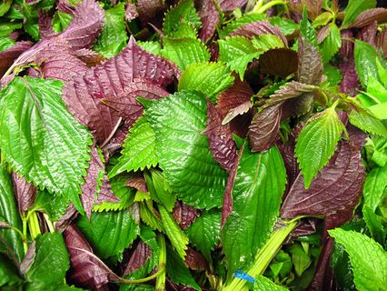 紫苏,紫苏叶,彩叶草,花卉,盆栽植物,绿色和紫色的紫苏叶在加利福尼亚州阿罕布拉的山谷超市。