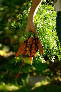 蛱蝶,黄钩蛱蝶,螟蛾,飞蛾,夜蛾,收成