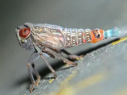 昆虫类,舌蝇,椅子,床,沙发,妖精的尾巴 昆虫类,舌蝇,椅子,床,沙发,妖精的尾巴