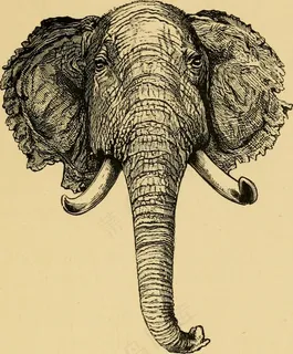 图片来自“世界上伟大比赛的角测量和重量：记录运动员和博物学家的使用记录”的第266页（1892年）