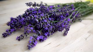 第一次薰衣草收获