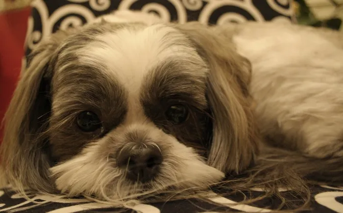 Chewie