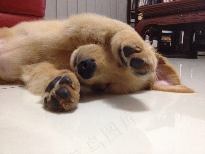 我的小狗