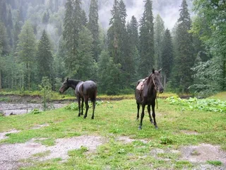 草原,单座二轮马车,伊犁马,角马,牧场,MF 0142