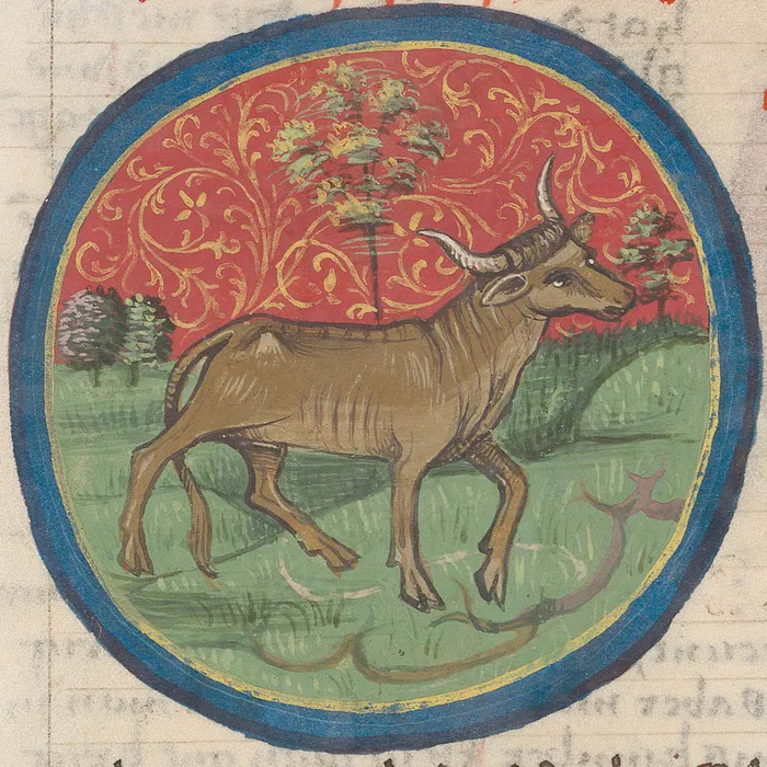 硬币,挂盘,绘画,彩盘,金牛座在十五世纪的手稿中的十二生肖