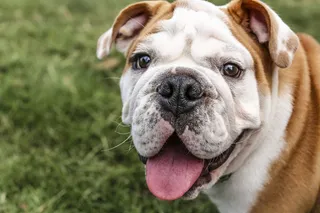 牛头梗,法兰西斗牛犬,英国斗牛犬,美国斗牛犬,巴哥犬,IMG_2355复制