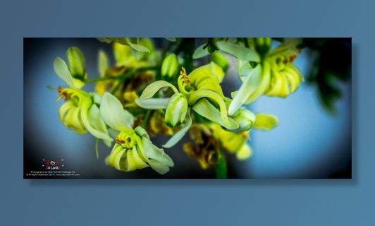 ,花卉,,,花-绿色和黄色