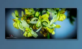 ,花卉,,,花-绿色和黄色