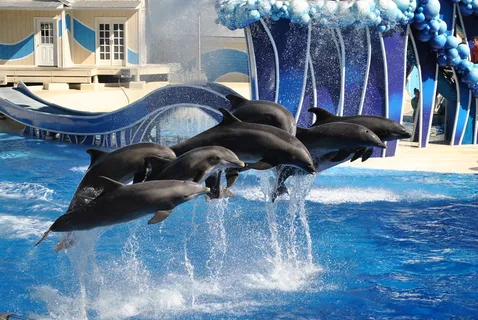 卡通动漫人物,杀人鲸,虎鲸,海豚表演,飞机,海豚-奥兰多海洋世界