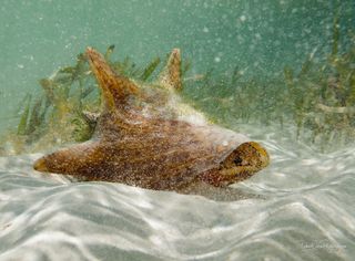 大巴哈马海螺和海草