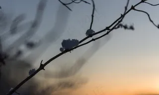 树枝,树,图画,天空,花卉,namnlöst-7349