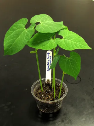 盆栽植物,滴水观音,滴水莲,芋头,合果芋,幼豆