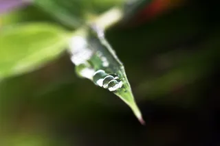 水珠图,晨露,树叶,草丛,水珠,宏观雨滴3