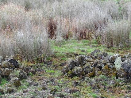 海伍德附近的康达湖。仍然是原住民的鳗鱼捕虫器。