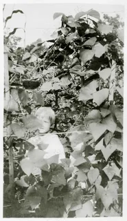 孩子们躲在高大的植物