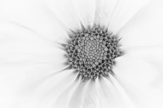 黑色和白色雏菊