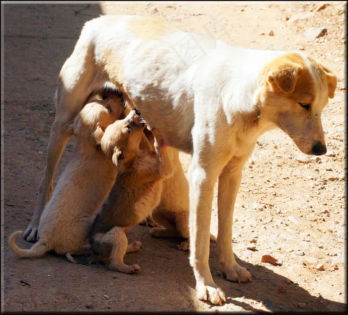狗,小狗,蘑菇,中华田园犬,种牛,妈妈