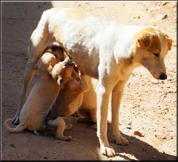 狗,小狗,蘑菇,中华田园犬,种牛,妈妈 狗,小狗,蘑菇,中华田园犬,种牛,妈妈