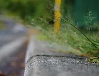 金波子,棒络新妇,紫露草属,谷莠子,豆娘,imgp7154