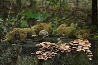 胖花农场附魔森林节童话房屋2012年10月7日28