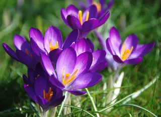 番红花,藏红花,花卉,麻叶绣线菊,郁金香,我发现番红花总是为我锦上添花！