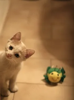 玩具,小狗,新加坡猫,重点色短毛猫,布偶猫,加蒂科与伊尔·格罗斯