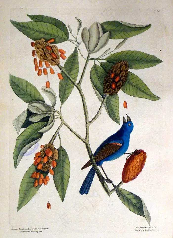 木兰劳里对开本，Subtus Albicante。蓝球藻/甜流环湾