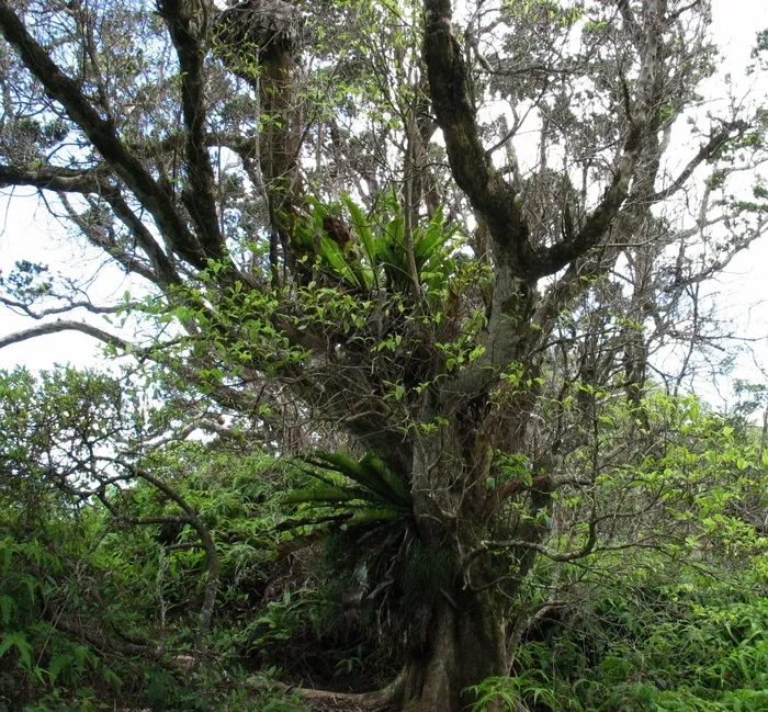 鲍比·埃拉蒂尔（Bobea Elatior）