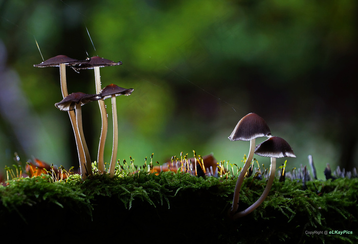 嫩芽,蘑菇,池鹭,长嘴捕蛛鸟,仙八色鸫,连接的