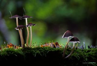 嫩芽,蘑菇,池鹭,长嘴捕蛛鸟,仙八色鸫,连接的