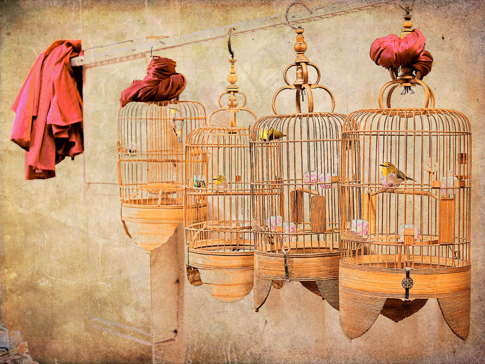 鸟笼