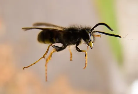昆虫类,虫子,吸顶灯,黑蜂,熊蜂,被困的黄蜂 昆虫类,虫子,吸顶灯,黑蜂,熊蜂,被困的黄蜂