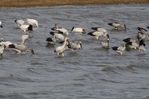 湖泊,遗鸥,海鸥,红嘴鸥,江鸥,水生鸟类：宜必思和鹳
