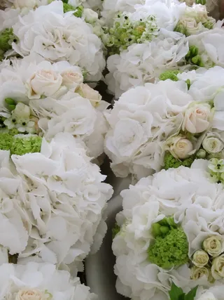 木绣球,欧洲荚迷,绣球花,花卉,圆锥绣球,K＆M花