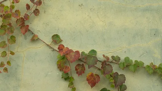 绘画,油画,仿真藤,教学图示,红叶杨,秋常春藤凉亭墙