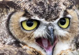 大雕鸮,眼睛,玩具,,太糟糕了！ [浏览]谢谢！