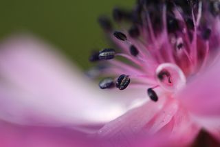 玩具,花卉,吸顶灯,微距蚂蚁,海蛞蝓,粉红色的花