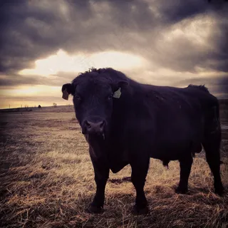 站稳脚跟 站稳脚跟