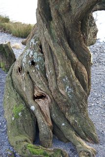 令人毛骨悚然的脸树巴特米尔 令人毛骨悚然的脸树巴特米尔