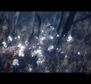 ,烟花大会,树,,独自一人...！！！