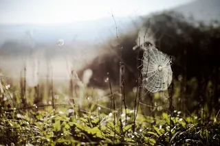 树,风景,芦花,工艺品,芦苇丛,网页
