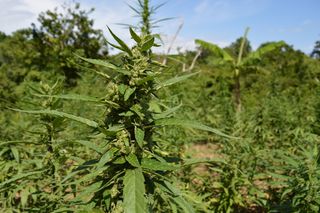植物,树,单瘤酸模,土大黄,齿果酸模,甘贾农场