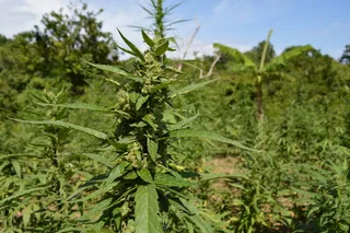 植物,树,单瘤酸模,土大黄,齿果酸模,甘贾农场