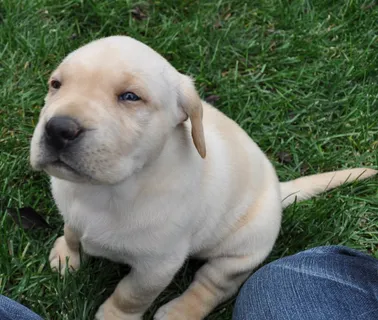 拉不拉多,拉布拉多犬,小狗,黄金猎犬,拉不拉多猎犬,小狗