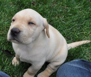 拉不拉多,拉布拉多犬,小狗,黄金猎犬,拉不拉多猎犬,小狗