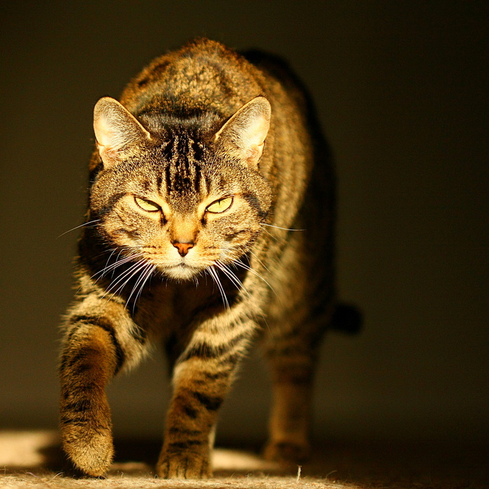 猫,狸花猫,美国短毛猫,工艺品,豹猫,被跟踪