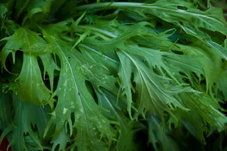 茼蒿,艾草,蒿子杆,豚草,春羽,水名