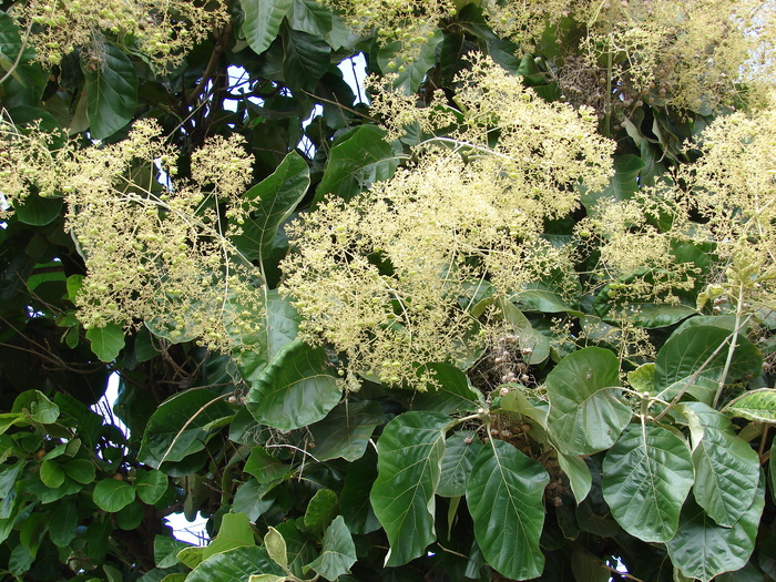 starr-070123-3757-Tectona_grandis-leaves_flowers_and_fruit-Kihei-Maui