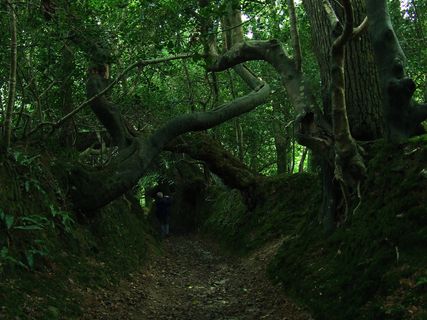 长满苔藓的隧道2