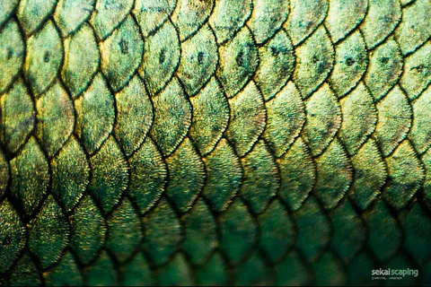 蛇皮背景,模糊图片,床单,包,工艺品,Betta Splendens体重秤